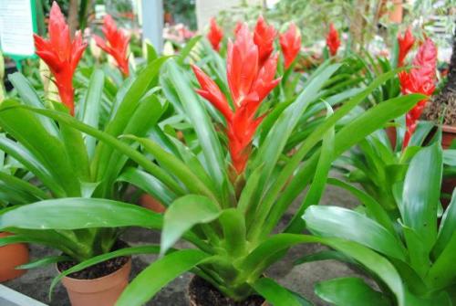 Тенелюбивые кустарники и деревья для сада. Деревья 05 Тенелюбивые кустарники и деревья для сада. Деревья 05