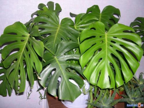 Тенелюбивые кустарники и деревья для сада. Деревья 11 Тенелюбивые кустарники и деревья для сада. Деревья 11