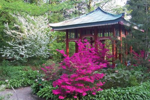 Тенелюбивые кустарники для сада многолетние. Добавление статьи в новую подборку 06