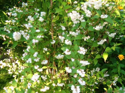 Тенелюбивые кустарники для сада многолетние. Добавление статьи в новую подборку 02