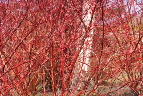 Быстрорастущие тенелюбивые кустарники. Дерен — красивый и зимой, и летом