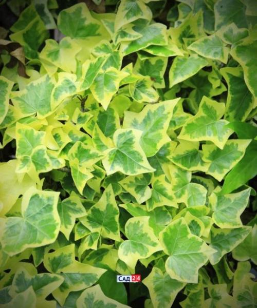 Быстрорастущие тенелюбивые кустарники. Живая изгородь: 12 живых изгородей для тенистых участков