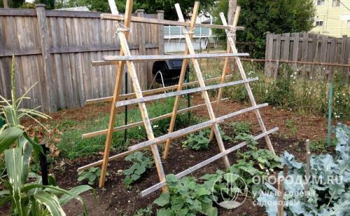 Шпалера для огурцов своими руками. Преимущества шпалерного выращивания