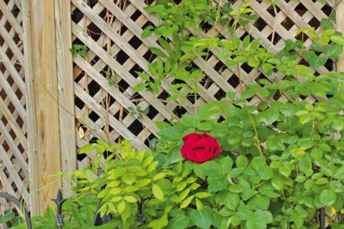 Шпалера для цветов своими руками. Самодельная шпалера для растений – это просто