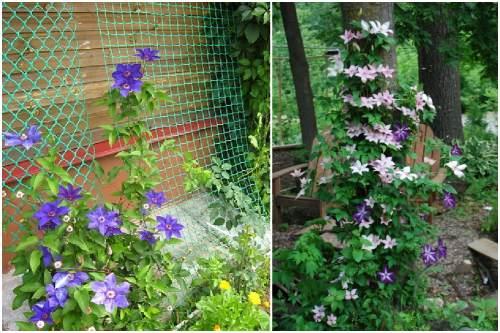 Опора для клематиса из арматуры своими руками. Опора для клематиса своими руками: правила выбора и виды конструкции