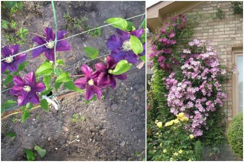 Опора для клематиса из арматуры своими руками. Опора для клематиса своими руками: правила выбора и виды конструкции