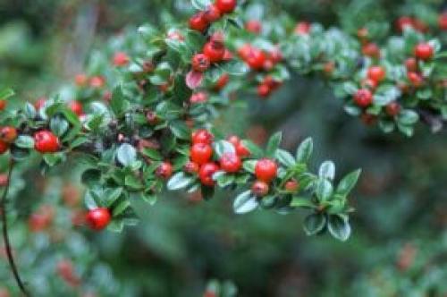 Теневыносливые деревья и кустарники. Как выбирать теневыносливые декоративные кустарники