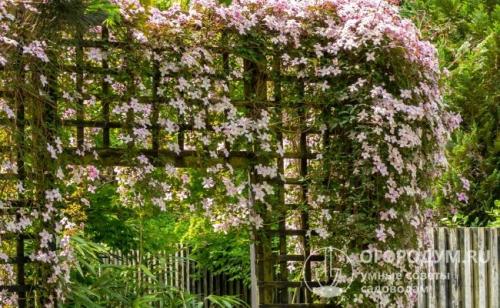 Опора для клематиса из пластиковых труб. Арки