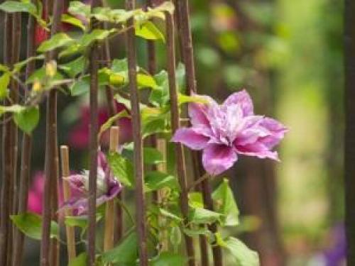 Опора для клематиса из сетки. Опора из подручных средств