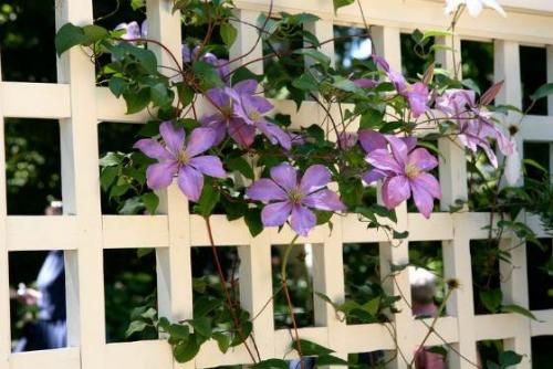 Опора для клематиса своими руками: правила выбора и виды конструкции
