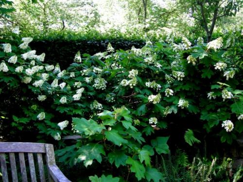 8 лучших теневыносливых кустарников