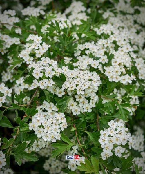 Теневыносливые кустарники для живой изгороди. Живая изгородь: 12 живых изгородей для тенистых участков