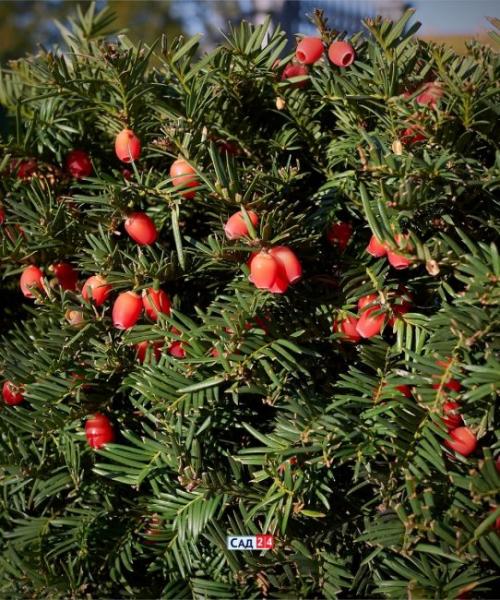 Теневыносливые кустарники для живой изгороди. Живая изгородь: 12 живых изгородей для тенистых участков