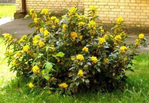 Теневыносливые кустарники для сада.  Роскошь видовых рододендронов 10