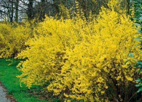 Теневыносливые кустарники для сада.  Роскошь видовых рододендронов 09