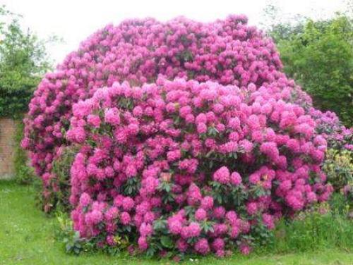 Теневыносливые кустарники для сада.  Роскошь видовых рододендронов 03