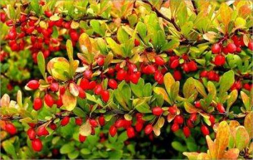 Теневыносливые кустарники для сада.  Роскошь видовых рододендронов 05