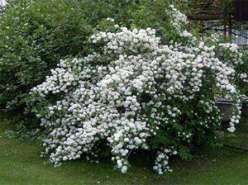 Теневыносливые кустарники для сада.  Роскошь видовых рододендронов 04