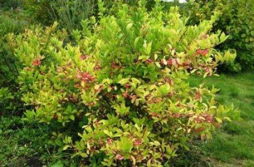 Теневыносливые кустарники для сада.  Роскошь видовых рододендронов 08