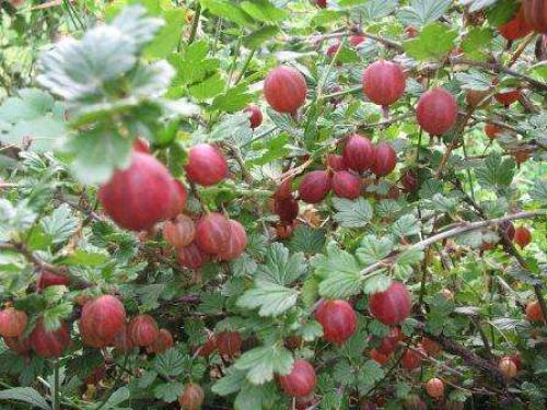 Теневыносливые кустарники для сада.  Роскошь видовых рододендронов 06
