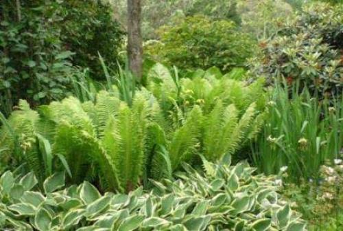 Теневыносливые кустарники для сада.  Роскошь видовых рододендронов 11