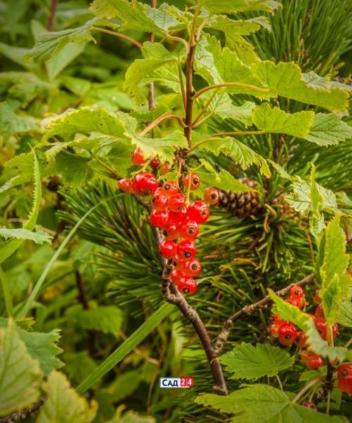 Теневыносливые кустарники для живой изгороди. Живая изгородь: 12 живых изгородей для тенистых участков