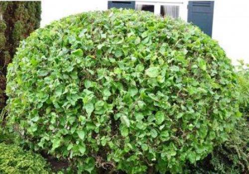 Теневыносливые кустарники для сада.  Роскошь видовых рододендронов 07