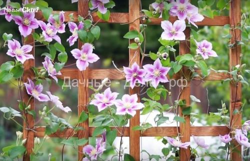 Какая опора нужна клематисам. На чем остановить свой выбор 01 Какая опора нужна клематисам. На чем остановить свой выбор 01