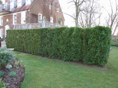 Теневыносливые кустарники для подмосковья. Какие растения растут в тени