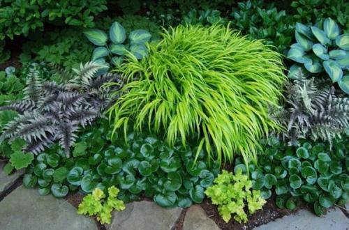 Все о тенелюбивых плодовых деревьях и кустарниках. Теневыносливые и тенелюбивые деревья 04 Все о тенелюбивых плодовых деревьях и кустарниках. Теневыносливые и тенелюбивые деревья 04