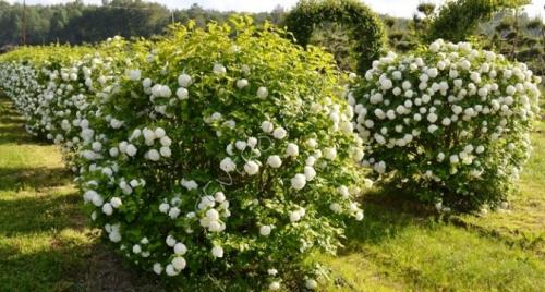 Все о тенелюбивых плодовых деревьях и кустарниках. Теневыносливые и тенелюбивые деревья