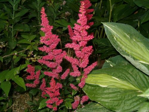 Все о тенелюбивых плодовых деревьях и кустарниках. Теневыносливые и тенелюбивые деревья 07 Все о тенелюбивых плодовых деревьях и кустарниках. Теневыносливые и тенелюбивые деревья 07