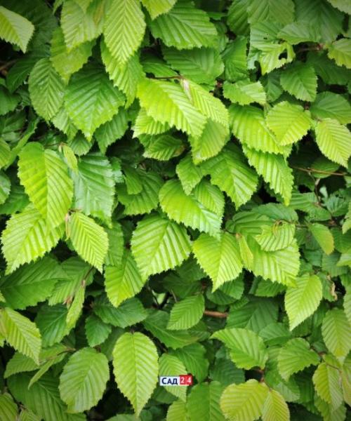 Быстрорастущие тенелюбивые кустарники. Живая изгородь: 12 живых изгородей для тенистых участков