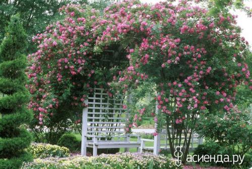 Розы для террасы. 7 идей для плетистых роз