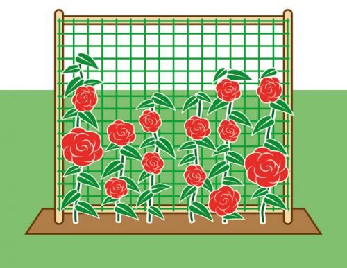 Плетистые розы на перголе. Опоры для плетистой розы своими руками: 20 примеров с фото