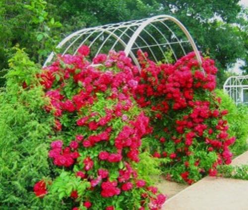 Розы для террасы. 7 идей для плетистых роз