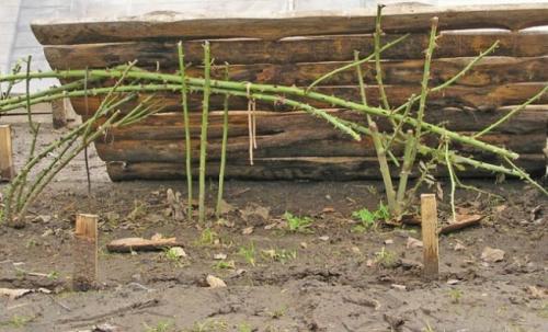 Вьющиеся розы, как украшение вашего сада. Укрытие на зиму