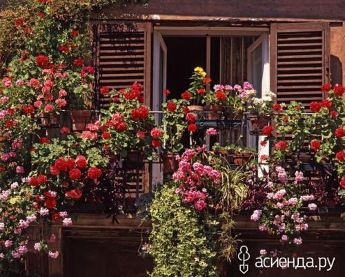 Розы для террасы. 7 идей для плетистых роз