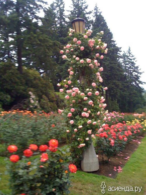 Розы для террасы. 7 идей для плетистых роз