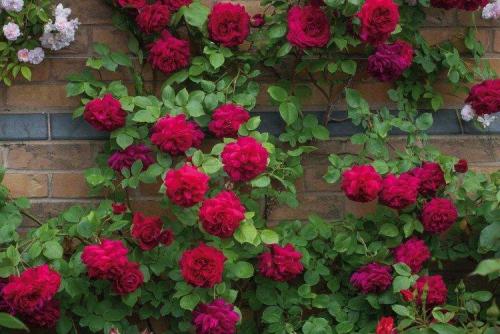 Плетистые розы в саду. Плетистая роза (60 фото): виды, выращивание, уход и посадка