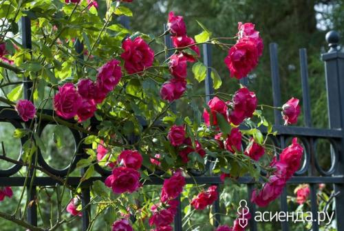 Розы для террасы. 7 идей для плетистых роз