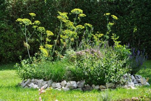 Что посадить в тени из овощей. Особенности выращивания овощей в полутени