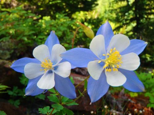 Что посадить в тени у забора. Добавление статьи в новую подборку 02 Что посадить в тени у забора. Добавление статьи в новую подборку 02