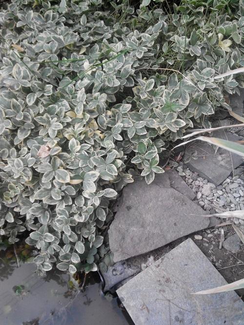 Что посадить в тени у забора. Добавление статьи в новую подборку 05 Что посадить в тени у забора. Добавление статьи в новую подборку 05