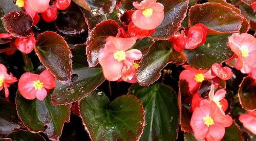 Лучшие растения для тенистого места в частном саду. Однолетники для тенистых мест