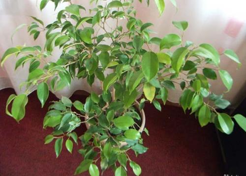 Теневыносливые комнатные растения. Самые популярные тенелюбивые и теневыносливые комнатные растения и цветы: список названий с описаниями и краткими советами по уходу