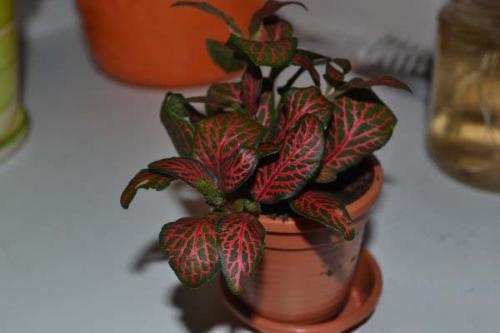 Теневыносливые комнатные растения. Самые популярные тенелюбивые и теневыносливые комнатные растения и цветы: список названий с описаниями и краткими советами по уходу