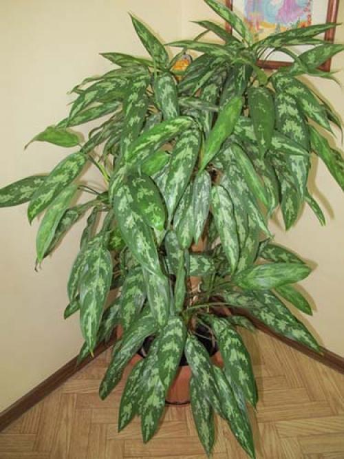 Теневыносливые комнатные растения. Самые популярные тенелюбивые и теневыносливые комнатные растения и цветы: список названий с описаниями и краткими советами по уходу