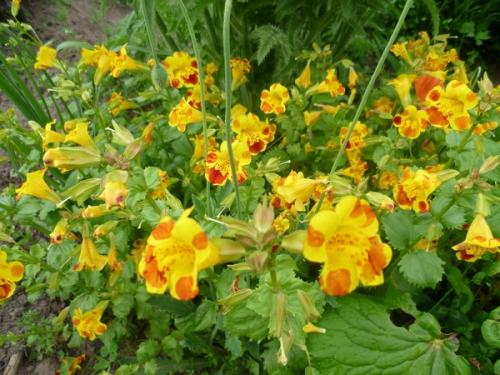 Лучшие растения для тенистого места в частном саду. Однолетники для тенистых мест