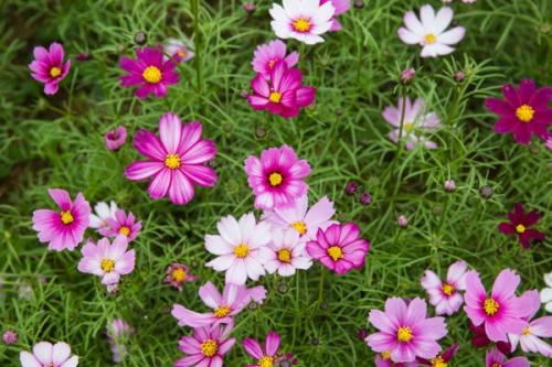 Лучшие растения для тенистого места в частном саду. Однолетники для тенистых мест